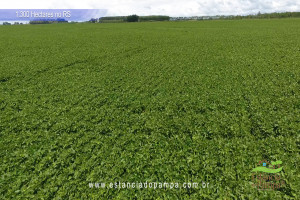 Criado em galpão-Os Serranos [VDownloader].00_02_33_16.Quadro041_6a650f5d81b396cf96ac835c4a5b2ff8a5b0d9e8.jpg